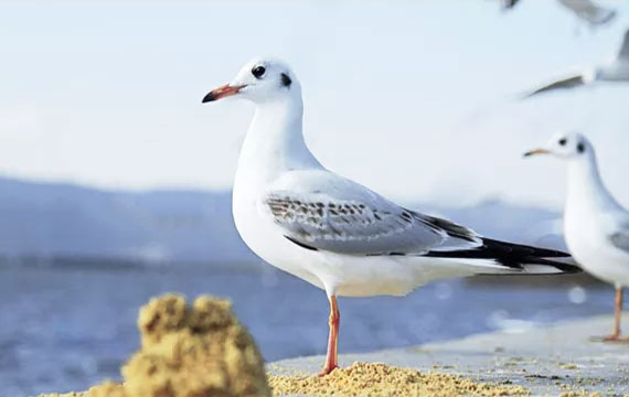 2022年春季1000公里國(guó)家賽